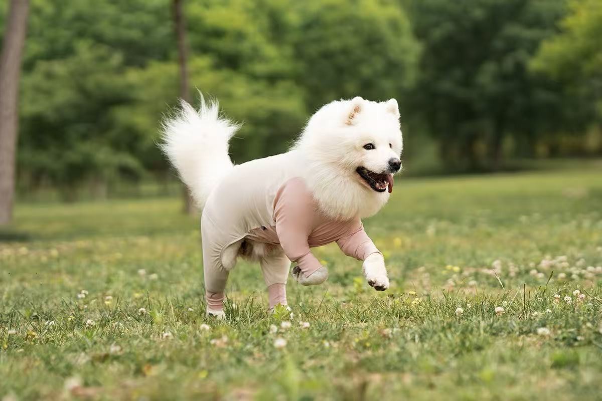Adjustable Eco-Friendly Fiber Dog Coat for Medium/Large Dogs-High-Necked Winter Warm Anti-Freezing All-Season Cooling